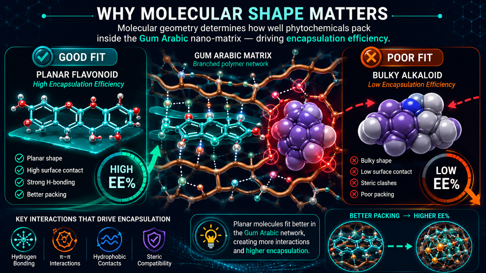 Molecular Shape & Encapsulation Efficiency