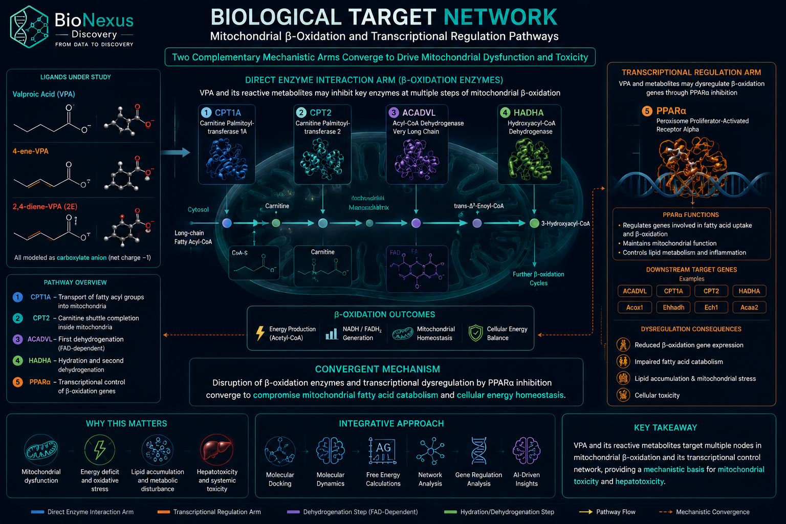 Multi-Target Biological Network (CPT1A, CPT2, ACADVL, HADHA, PPARα)