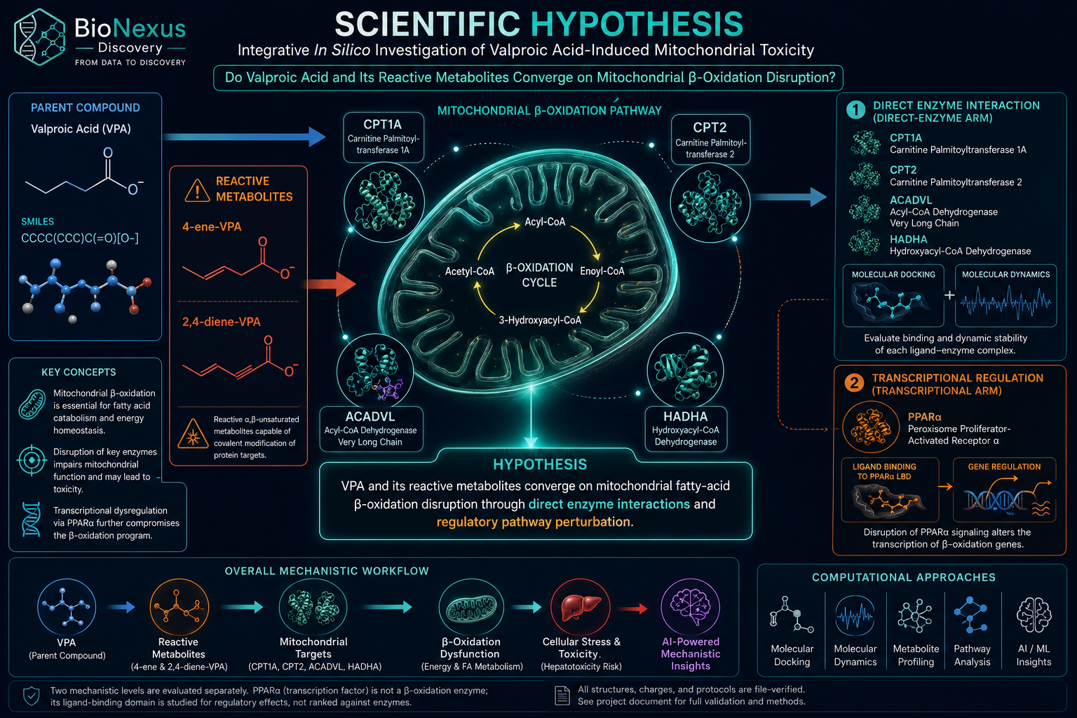 Scientific Hypothesis — Mitochondrial β-Oxidation Disruption